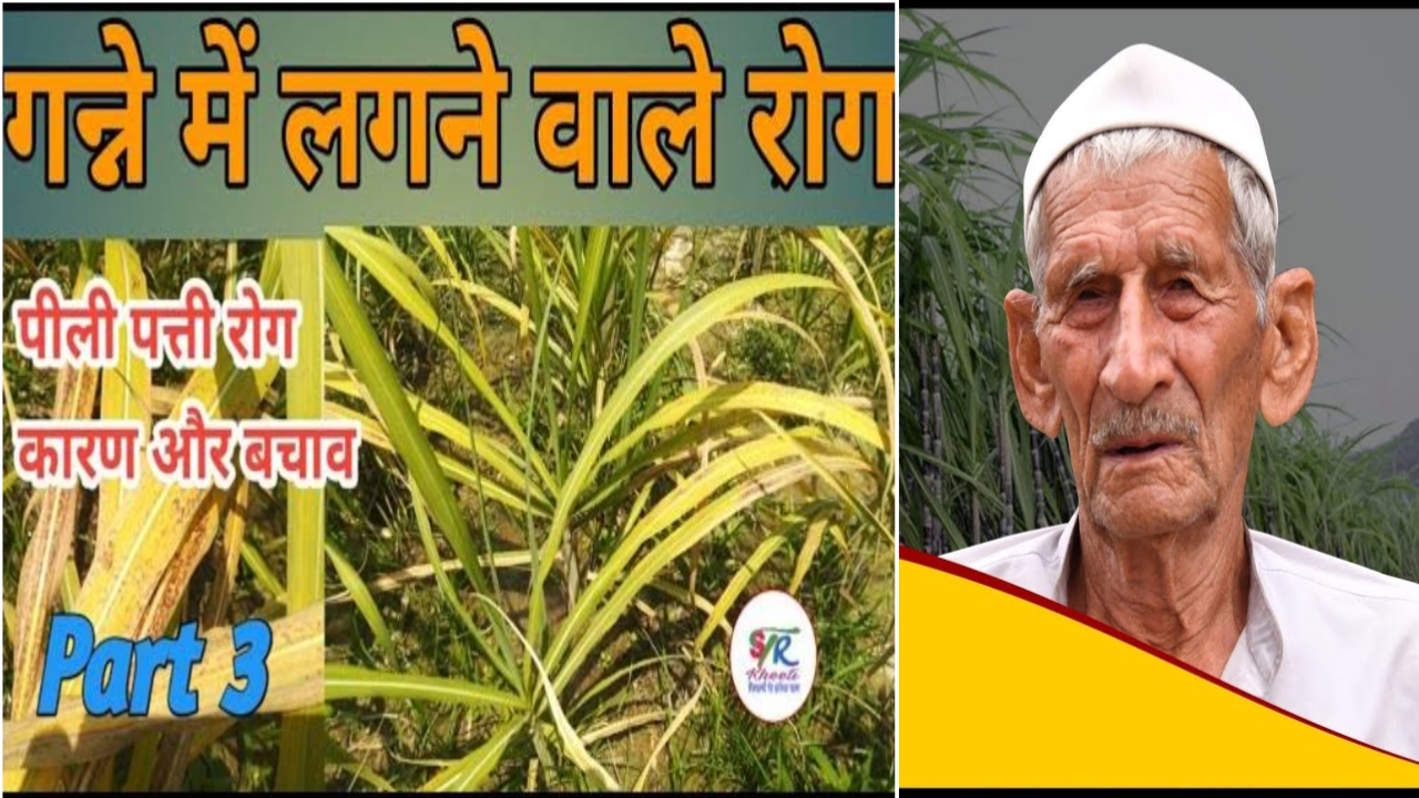 Any kind of disease will not come in sugarcane now, do this remedy, the most dangerous disease of sugarcane crop, this indigenous remedy of braid borer