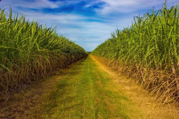 Sugarcane price in UP
